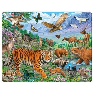 Puzzle 36 piese - Maxi - The Amur Tiger in Siberian Summer | Larsen imagine