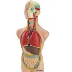 Set Anatomia Umana 50 cm imagine