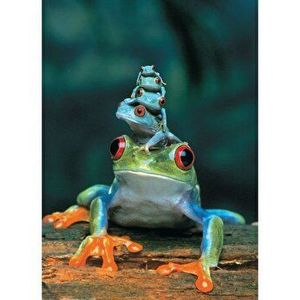 Puzzle Eurographics - Red-Eyed Tree Frog, 1000 piese imagine
