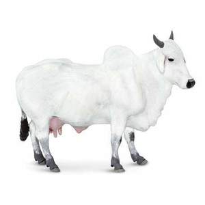 Figurina - Vaca Ongole | Safari imagine