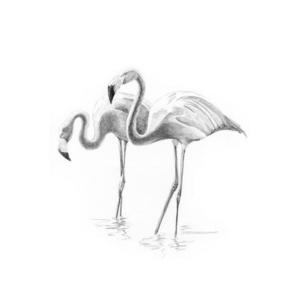 Crochiu incepatori-Flamingo 13x18 cm imagine