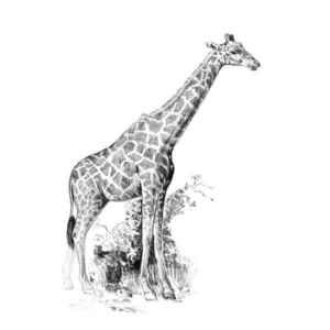 Crochiu incepatori-Girafa 13x18 cm imagine