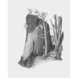 Schita creion-Trunchi de copac imagine