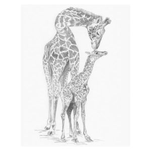 Girafa cu pui imagine