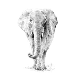 Crochiu incepatori-Elefant 22x29 cm imagine
