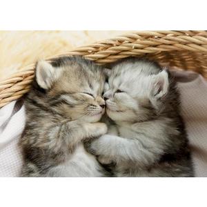 Puzzle - Sweet Kittens | Educa imagine
