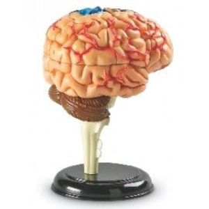 Macheta creierul uman imagine