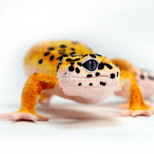 Figurina - Leopard Gecko | Safari imagine