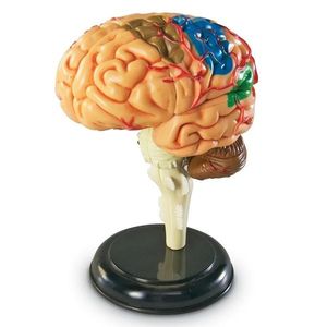 Macheta creierul uman imagine