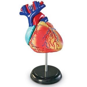 Macheta corp uman - Inima | Learning Resources imagine