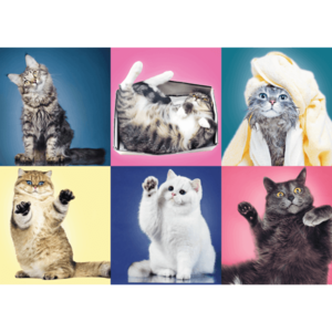 Puzzle 500 piese - Kittens | Trefl imagine