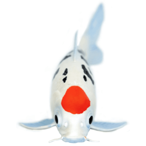 Figurina - Koi Fish - Tancho Toy | Safari imagine