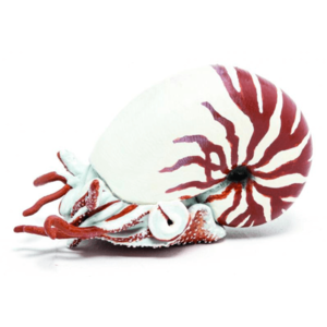 Figurina - Marine Life - Nautilus | Papo imagine