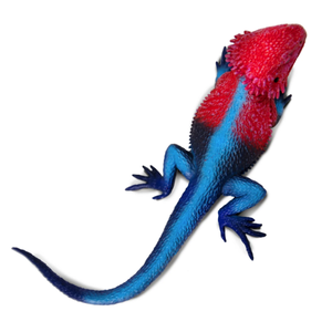 Figurina - Mwanza Flat-Headed Rock Agama | Safari imagine