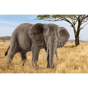 Figurina - Femela Elefant African | Schleich imagine