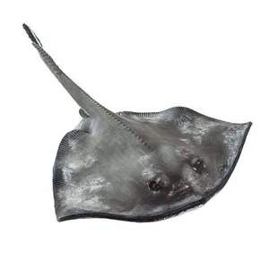 Figurina - Incredible Creatures - Sting Ray | Safari imagine