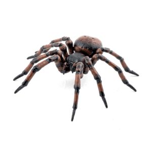 Figurina - Garden animals - Common spider | Papo imagine