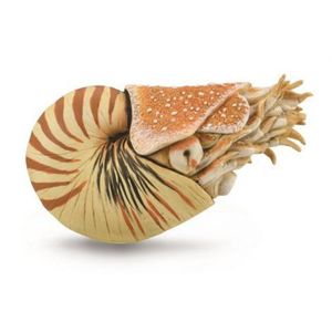 Figurina pictata manual Nautilus Pompilius imagine