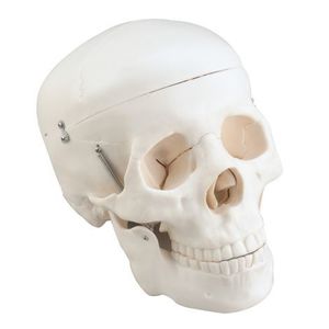 Mulaj craniul uman, 19.5 x 15 x 13 cm, cu mandibula mobila, pentru uz didactic imagine