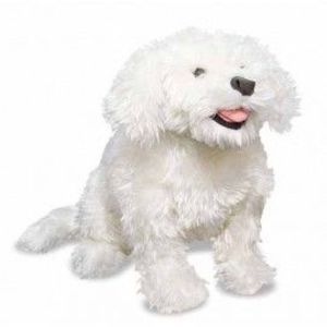 Catel Bichon Frise din plus imagine
