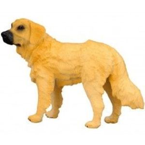 Golden Retriever imagine