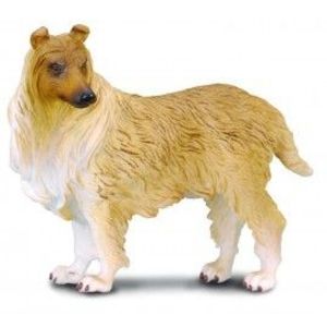 Collie cu par sarmos imagine