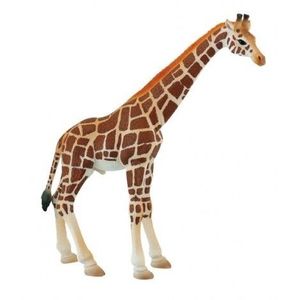 Girafa mascul imagine