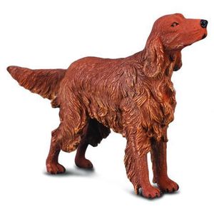 Setter irlandez roscat - Collecta imagine