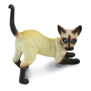 Pisica siameza - Collecta imagine