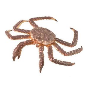 Figurina Crab Regal pictata manual XL Collecta imagine