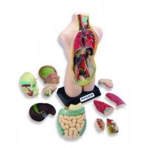 Set Anatomia Umana 50 cm imagine