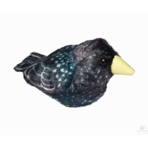 Pasare cu sunet Graur - STARLING imagine