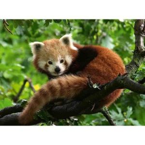 Puzzle Panda Rosu, 500 Piese imagine