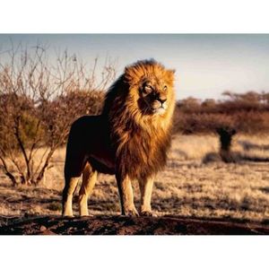 Puzzle Leu Regele Animalelor, 1500 Piese imagine