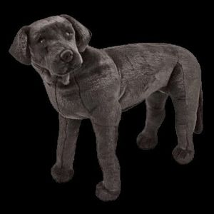 Catel Labrador Negru gigant din plus imagine