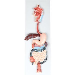 Mulaj sistemul digestiv, 90 x 30 x 13 cm, pentru uz didactic imagine