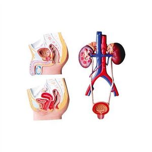 Mulaj sectiune aparat urogenital, 53 x 38 x 5 cm, pentru uz didactic imagine