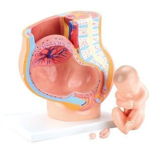 Mulaj sectiune pelvis femeie insarcinata, 36 x 25 x 20 cm, pentru uz didactic imagine