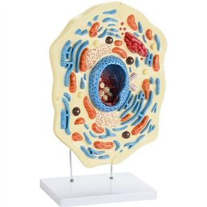 Mulaj model celula animala, 30 x 20 x 51 cm, pentru uz didactic imagine