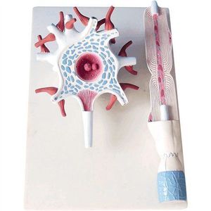 Mulaj model sectiune transversala celula nervoasa, 42 x 30 x 13 cm, pentru uz didactic imagine