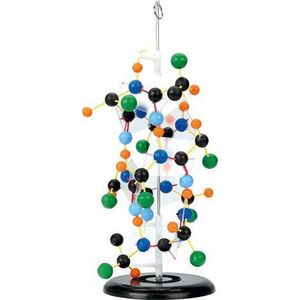 Mulaj model proteina, 28 x 19 x 45 cm, pentru uz didactic imagine
