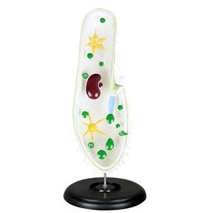 Mulaj model Parameci, 37 x 13 x 6, 5 cm, pentru uz didactic imagine