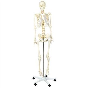 Schelet uman in marime naturala 170 cm, pentru laboratoare scolare imagine