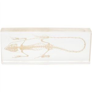 Schelet soparla in plexiglas, 16, 5 x 6 x 2, 5 cm, pentru laboratoare scolare, uz didactic imagine