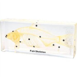 Schelet peste in plexiglas, 19, 8 x 8, 6 x 3, 8 cm, pentru laboratoare scolare, uz didactic imagine
