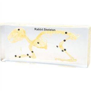 Schelet iepure in plexiglas, 19, 8 x 8, 2 x 4 cm, pentru laboratoare scolare, uz didactic imagine
