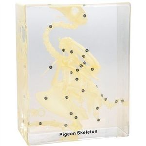 Schelet porumbel in plexiglas, 17, 8 x 14 x 7 cm, pentru laboratoare scolare, uz didactic imagine