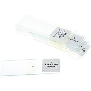 Set 5 lamele cu preparate microscopice, Ciuperci, 7, 6 x 2, 5 x 0, 1 cm, uz didactic imagine