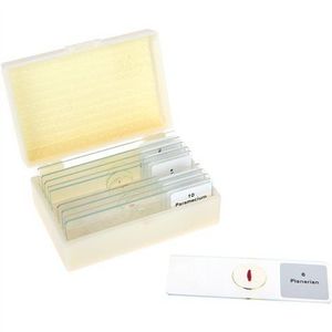 Set 10 lamele cu preparate microscopice, Ce traieste intr-un strop de apa, 7, 6 x 2, 5 x 0, 1 cm, uz didactic imagine