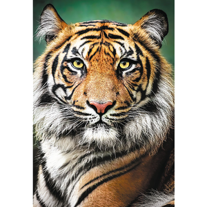 Puzzle 1500 piese - Portret - Tigru | Trefl imagine